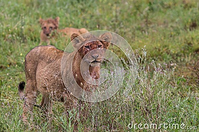 Lions with bloody faces in African National Park Stock Photo