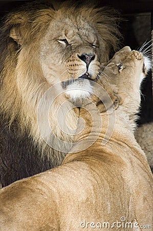 Lions cuddling Stock Photo