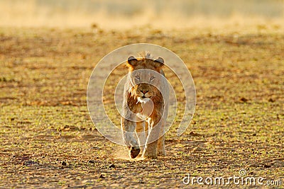 Lions drinking water. Portrait of pair of African lions, Panthera leo, detail of big animals, Kruger National Park South Africa. Stock Photo