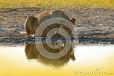 Lions drinking water. Portrait of pair of African lions, Panthera leo, detail of big animals, Kruger National Park South Africa. Stock Photo