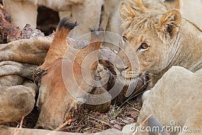 Lions eating giraf Editorial Stock Photo