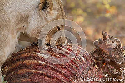 Lions eating giraf Editorial Stock Photo