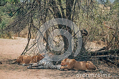 Lions eating lunch Stock Photo