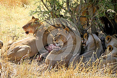 Lions Eating Stock Photo