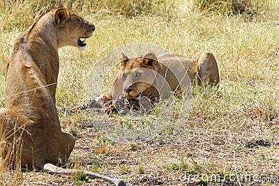 Lions Eating Stock Photo