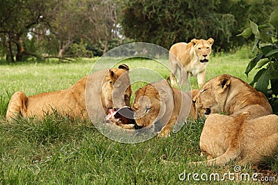 Lions eating meat Stock Photo