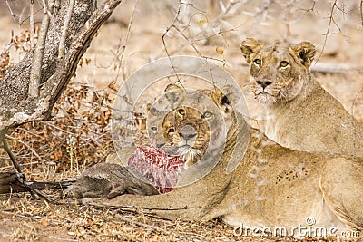 Lions eating a prey, in Kruger Park, South Africa Stock Photo