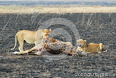 Lions eating a prey, Serengeti National Park, Tanzania Stock Photo