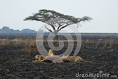 Lions eating a prey, Serengeti National Park, Tanzania Stock Photo