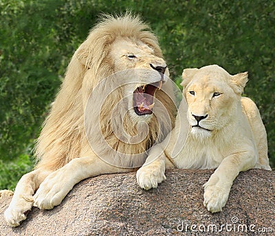 Lions Family Portrait Stock Photo