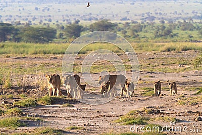Lions family. Savannah with animals. Amboseli. Stock Photo