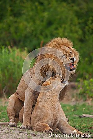 Lions family in savannah in tanzania Stock Photo