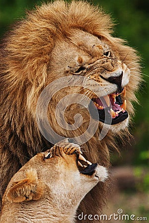 Lions family in savannah in tanzania Stock Photo