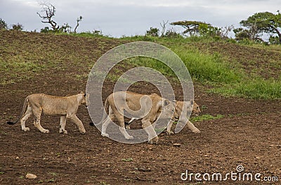 Lions family /Wild Africa. Stock Photo