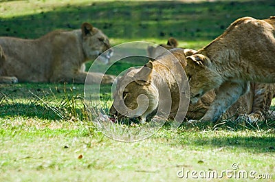 Lions on field eating meat Stock Photo