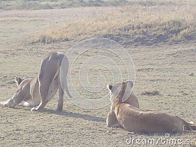 Lions group safari park Tanzania Stock Photo