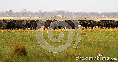 Lions hunting Buffalo Stock Photo