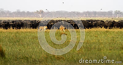 Lions hunting Buffalo Stock Photo