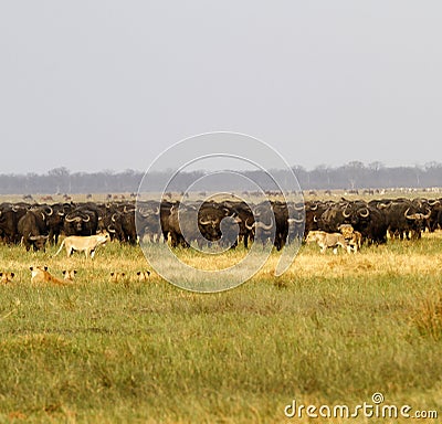 Lions hunting Buffalo Stock Photo