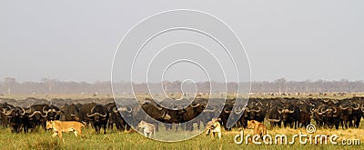 Lions hunting Buffalo Stock Photo