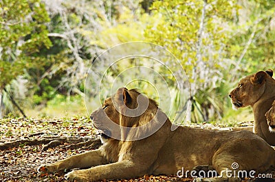 Lions laying in the shade Stock Photo