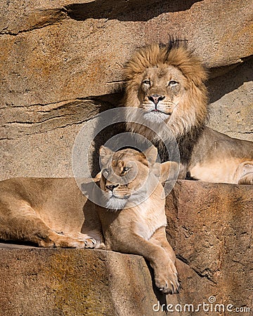 Lions on the ledge Stock Photo