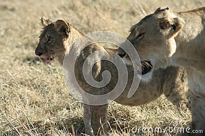 Lions and Lioness cubs Panthera Leo Bigcats simba in Swahili language. Stock Photo