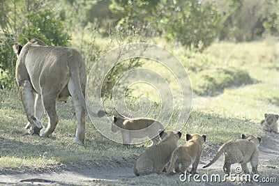 Lions and Lioness cubs Panthera Leo Bigcats simba in Swahili language. Stock Photo