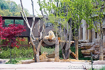 Lions and lioness spotted lying down and resting at Everland, Ko Stock Photo