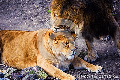 Lions, love couple Stock Photo