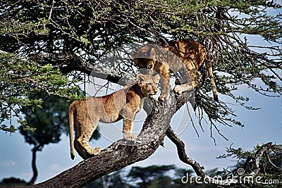 Lions (Pathera leo) Stock Photo