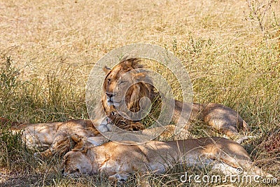 Lions rest in the grass Stock Photo