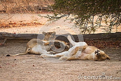 Lions resting Stock Photo