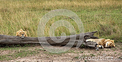 Lions resting near a fallen tree trunk, Masai Mara Stock Photo