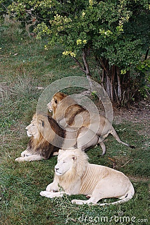 Lions s in Safari-Park Taigan near Belogorsk town, Crimea Stock Photo