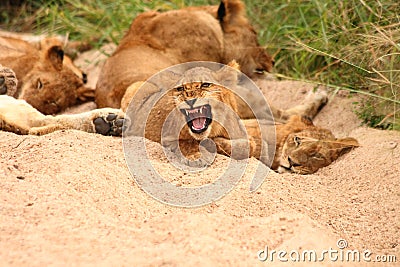 Lions in the Sabi Sand Game Reserve Stock Photo