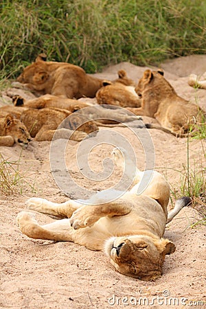 Lions in the Sabi Sand Game Reserve Stock Photo