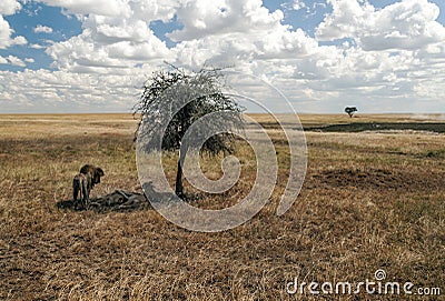 Lions in the shade Stock Photo