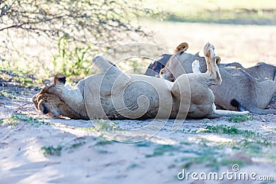 Lions sleeping in the shade of a tree in the Kgalagadi Park Stock Photo