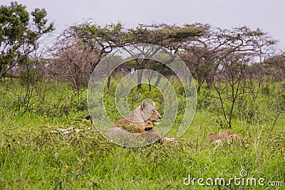 Lions / South Africa. Stock Photo