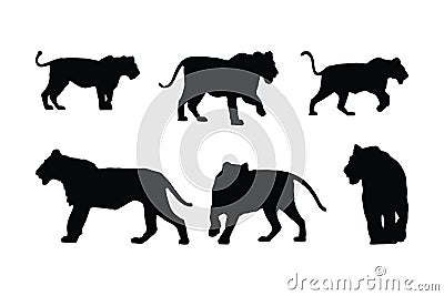 Lions standing and walking in different positions silhouette set vector. Carnivore animals like big cats and lions silhouette on a Vector Illustration