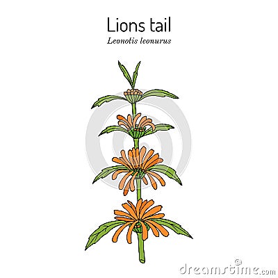 Lions tail or wild dagga Leonotis leonurus , medicinal and ornamental plant Vector Illustration