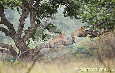 Lions in Tree South Africa Stock Photo