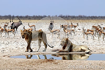 Lions at the water hole - Namibia etosha pan africa Stock Photo