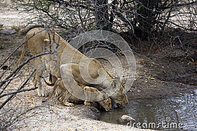 Lions at the Waterhole Stock Photo