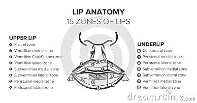 Lip anatomy. 15 zones of lips. Lip injections Vector Illustration