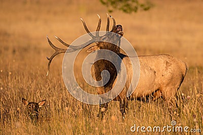 Lip curl displayed by bull elk Stock Photo