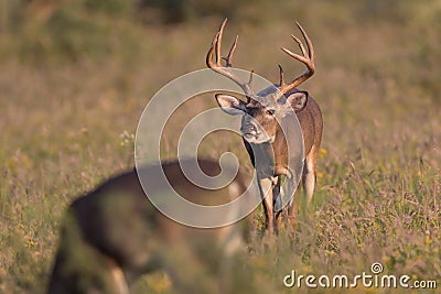 Lip Curl During Rut Stock Photo