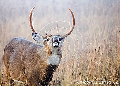 Lip Curling Whitetail Deer Buck Stock Photo