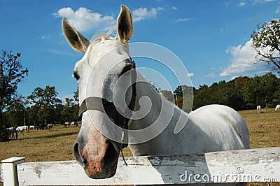 Lipizzaner horse 2 Stock Photo